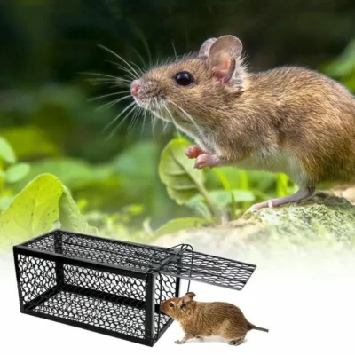 4 loại bẫy chuột hiệu quả không phải ai cũng biết 4 loại bẫy chuột hiệu quả không phải ai cũng biết