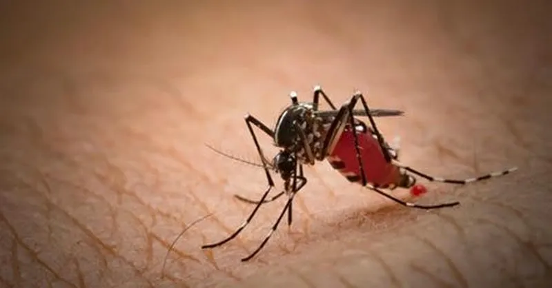 5 cách đuổi muỗi trong phòng - Hiệu quản, àn toàn 5 cách đuổi muỗi trong phòng - Hiệu quản, àn toàn