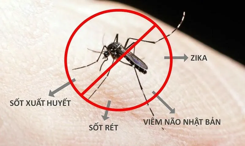 Muỗi aedes | muỗi vằn là nguyên nhân chính dẫn đến bệnh sốt xuất huyết Muỗi aedes | muỗi vằn là nguyên nhân chính dẫn đến bệnh sốt xuất huyết