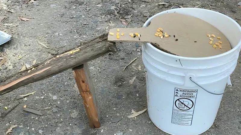 Bẫy Chuột Bằng Chậu Nước Bẫy Chuột Bằng Chậu Nước