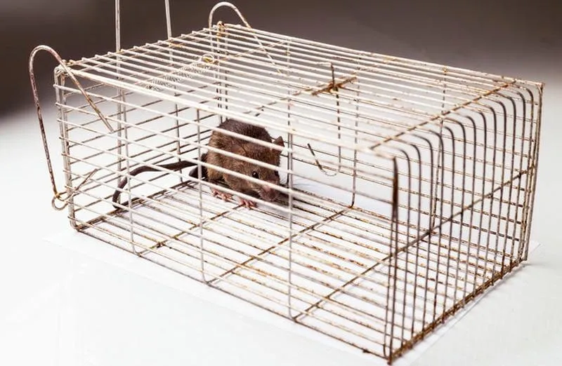 Bẫy chuột bằng lồn sập lồng Bẫy chuột bằng lồn sập lồng