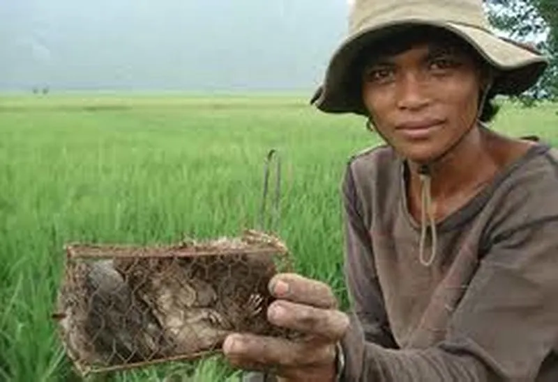 Biên pháp ngăn ngừa và diệt chuột cắn phá lúa hiệu quả Biên pháp ngăn ngừa và diệt chuột cắn phá lúa hiệu quả