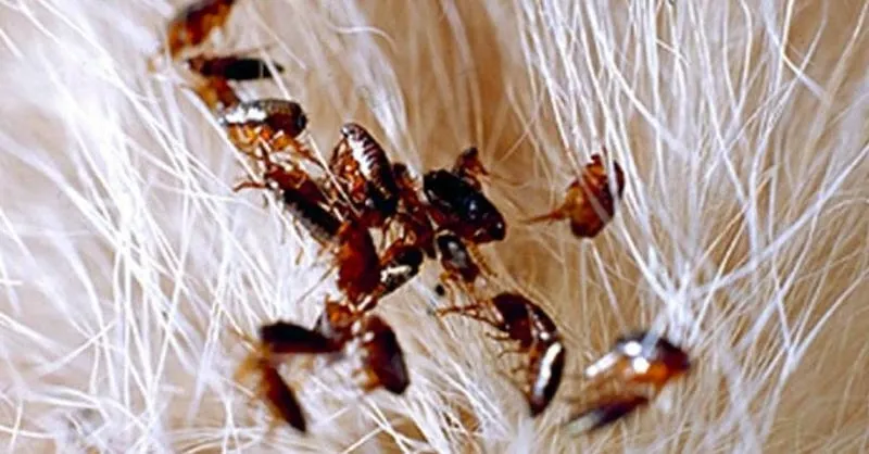 Bọ chét có nguy hiểm không? Bị bọ chét cắn có nhiều rủi ro cho người và vật nuôi Bọ chét có nguy hiểm không? Bị bọ chét cắn có nhiều rủi ro cho người và vật nuôi