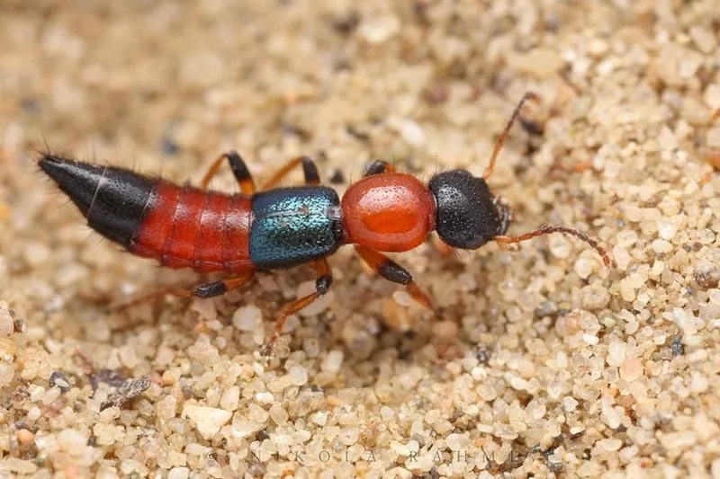 Cách sơ cứu khi bị kiến ba khoang cắn hiệu quả Cách sơ cứu khi bị kiến ba khoang cắn hiệu quả