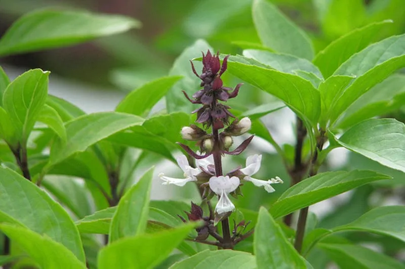 Cây húng quế có tác dụng ngăn và đuổi côn trùng, ruồi Cây húng quế có tác dụng ngăn và đuổi côn trùng, ruồi