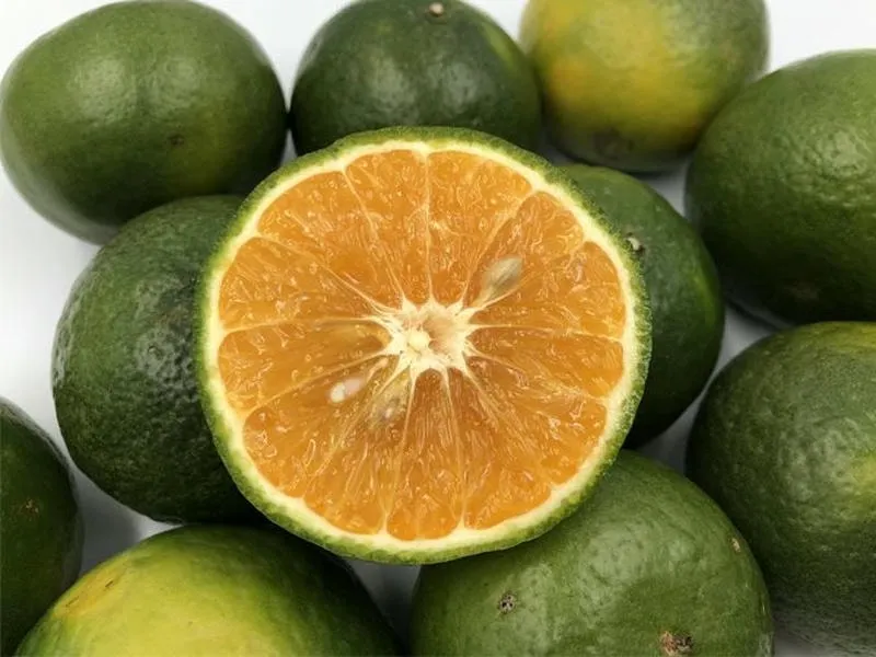 Dùng cam hoặc chanh để diệt kiến an toàn và hiệu quả Dùng cam hoặc chanh để diệt kiến an toàn và hiệu quả