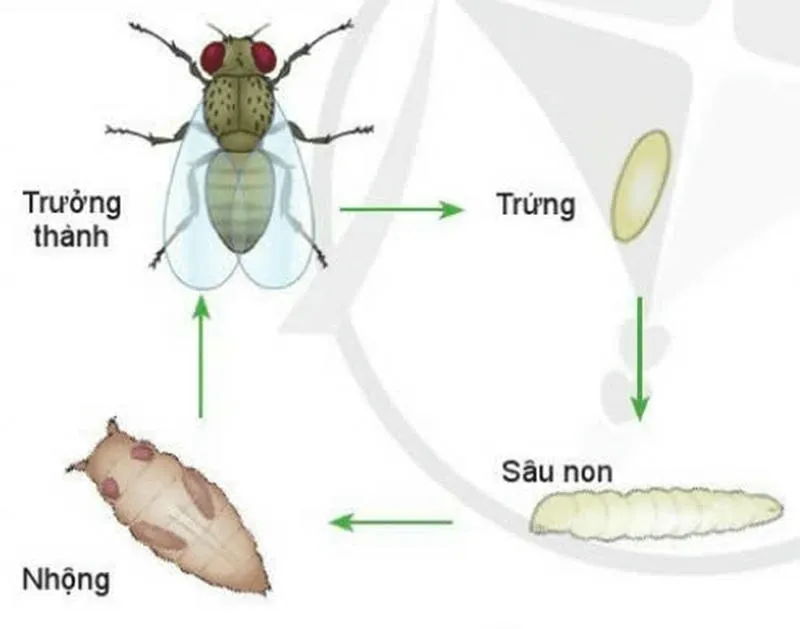 Chu kỳ của ruồi đục quả qua 4 giao đoạn