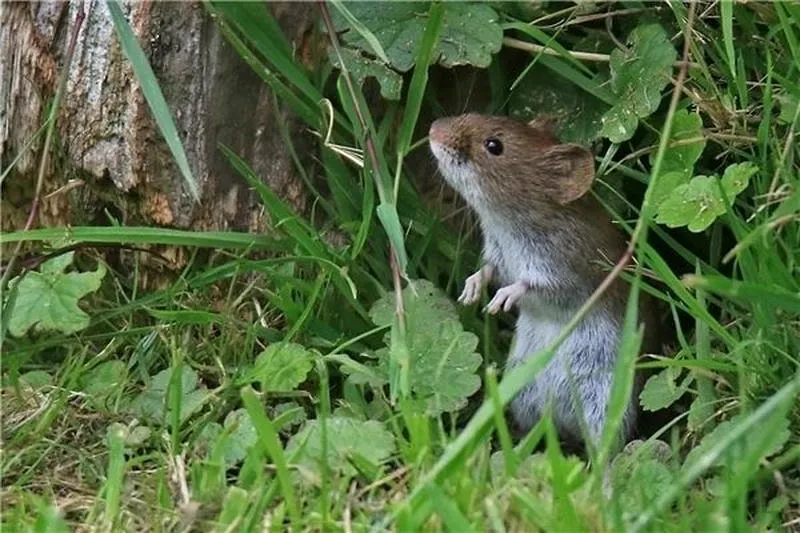 Diệt chuột hiệu quả để bảo vệ hoa màu, nhà cửa Diệt chuột hiệu quả để bảo vệ hoa màu, nhà cửa