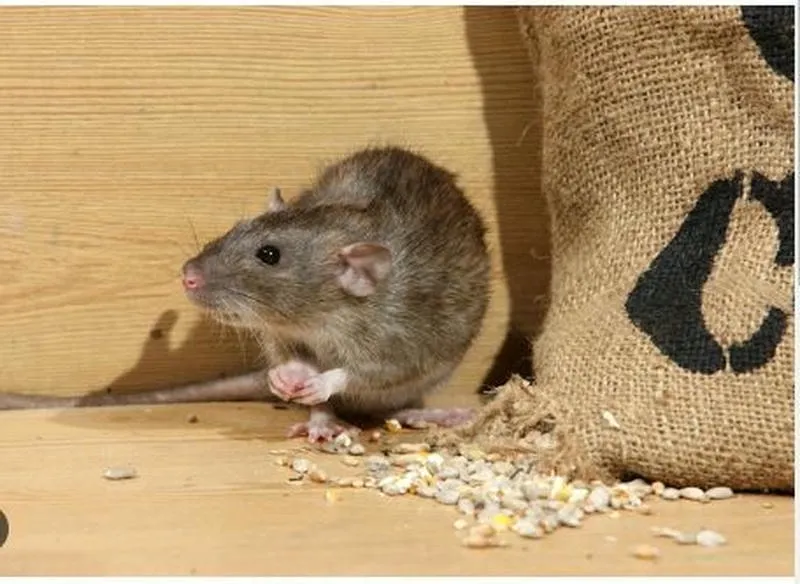 Lý Do Bạn Nên Chọn Công Ty Diệt Chuột Để Bảo Vệ Gia Đình
