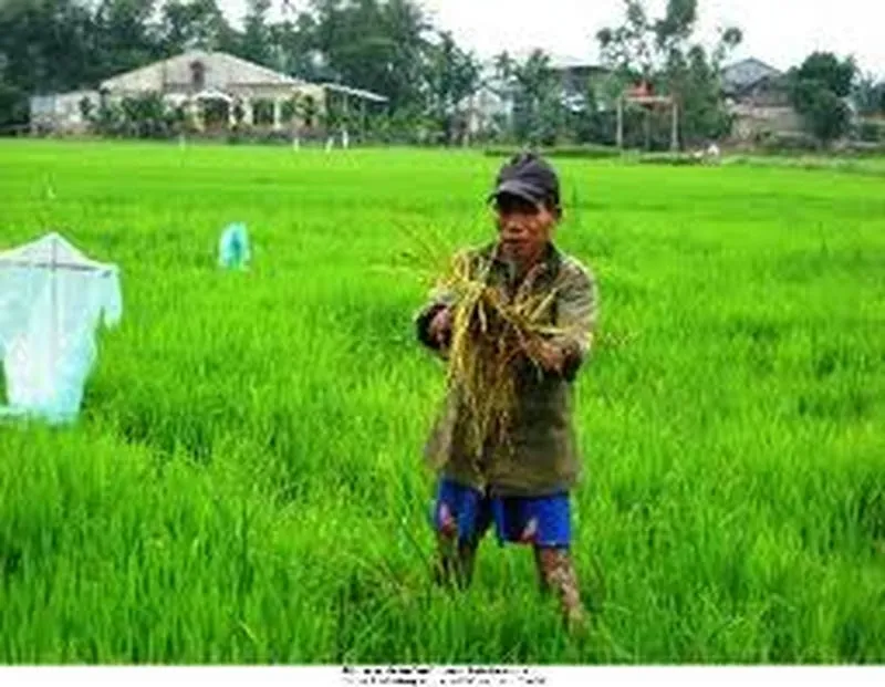 Diệt chuột cắn phá lúa bằng bẫy Diệt chuột cắn phá lúa bằng bẫy