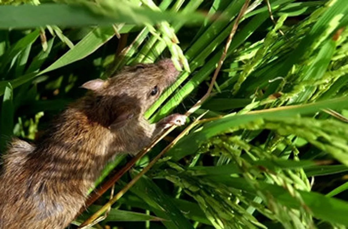 Biện pháp phòng ngừa và diệt chuột cắn phá lúa hiệu quả