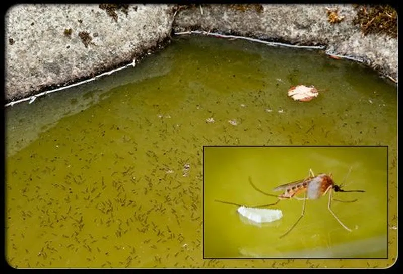 Diệt lăng quang và những loại bỏ nước những chỗ có nước mà không sử dụng Diệt lăng quang và những loại bỏ nước những chỗ có nước mà không sử dụng