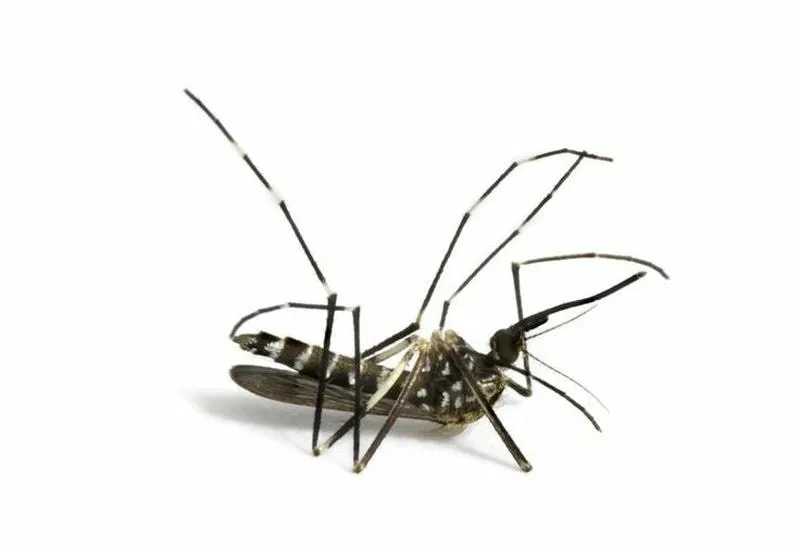 Diệt muỗi vào lúc nào thì hiệu quả nhất Diệt muỗi vào lúc nào thì hiệu quả nhất