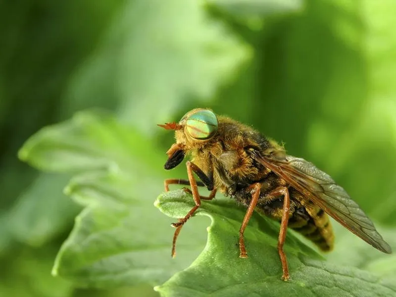 Những cách diệt ruồi trâu hiệu quả và an toàn nhất Những cách diệt ruồi trâu hiệu quả và an toàn nhất