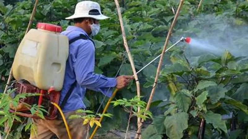 Hạn chết sử dụng thuốc trừ sâu để diệt ruồi