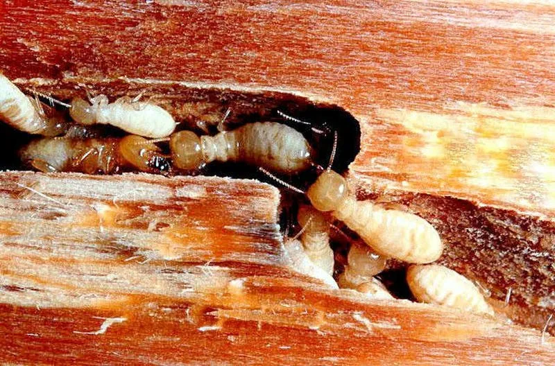 Tại sao mối lại ăn được gỗ?