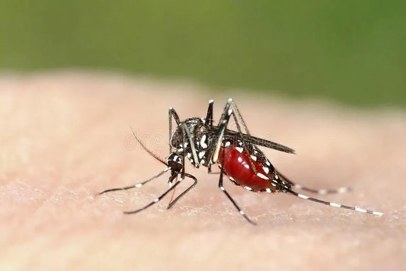 Muỗi Aedes nguyên nhân chính dẫn đến bệnh Zika và nhiều loại bệnh nguy hiểm khác Muỗi Aedes nguyên nhân chính dẫn đến bệnh Zika và nhiều loại bệnh nguy hiểm khác