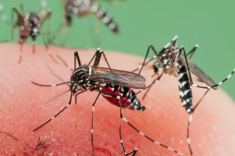 Muỗi aedes là Nguyên Nhân chính Gây Ra Bệnh Ở Việt Nam Muỗi aedes là Nguyên Nhân chính Gây Ra Bệnh Ở Việt Nam