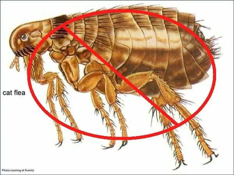 Những cách diệt bọ chét đơn giản, hiệu quả tại nhà Những cách diệt bọ chét đơn giản, hiệu quả tại nhà