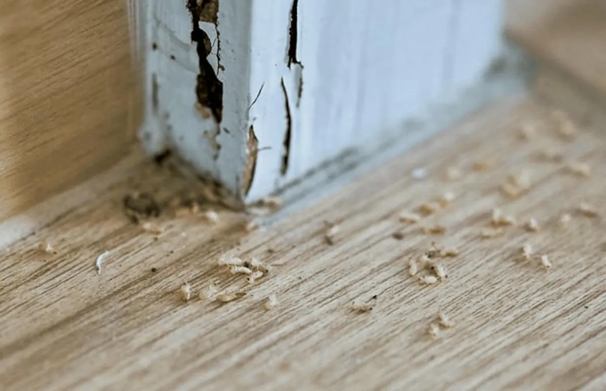 Những cách diệt mối ăn tường nhà Những cách diệt mối ăn tường nhà