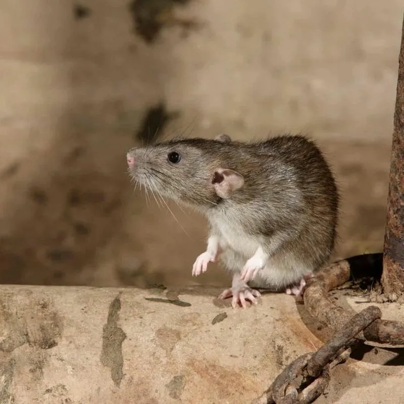 Những tác hại của chuột Những tác hại của chuột