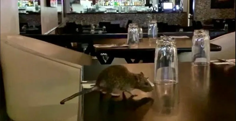 Nỗi lo của nhà hàng khi bị chuột cắn phá Nỗi lo của nhà hàng khi bị chuột cắn phá