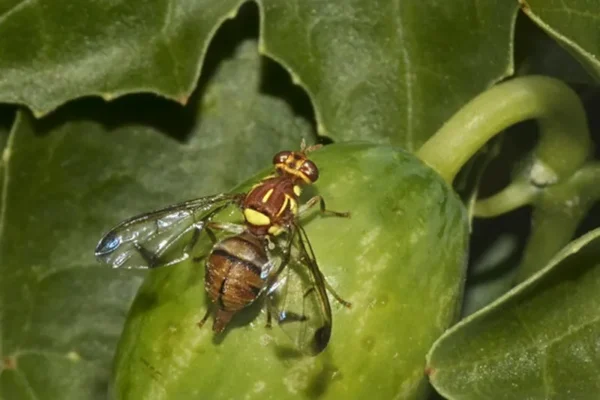 Nhận Biết Và Loại Bỏ Ruồi Đục Quả Khỏi Vườn Nhận Biết Và Loại Bỏ Ruồi Đục Quả Khỏi Vườn