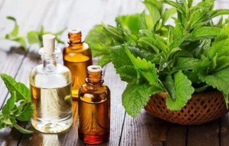 Sử dụng tinh dầu bạc hà diệt kiến rất hiệu quả Sử dụng tinh dầu bạc hà diệt kiến rất hiệu quả