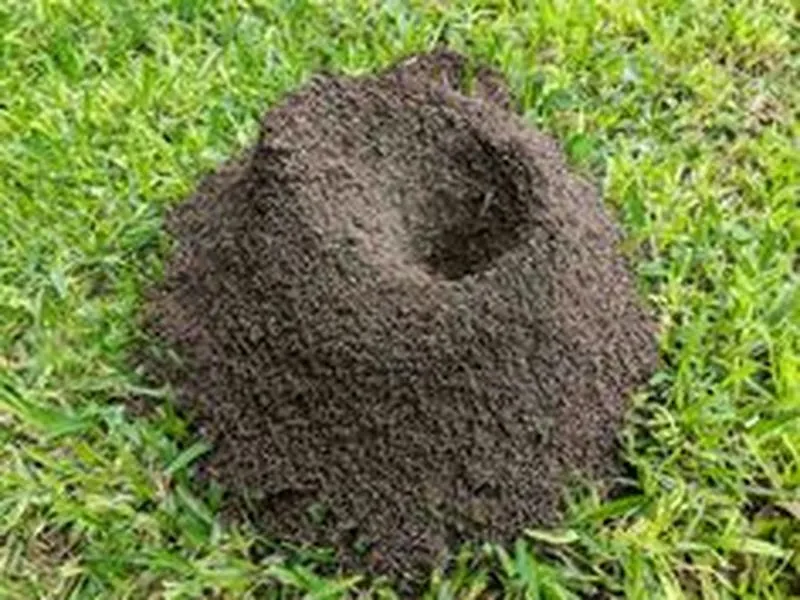 Sai lầm khi diệt kiến mà không diệt tổ kiến một cách triệt để Sai lầm khi diệt kiến mà không diệt tổ kiến một cách triệt để