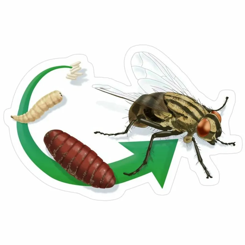 Vòng đời của ruồi giấm Vòng đời của ruồi giấm