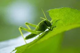 Dịch vụ diệt côn trùng Dịch vụ diệt côn trùng