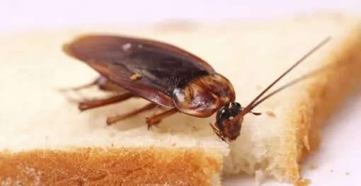 Dịch vụ diệt gián Dịch vụ diệt gián