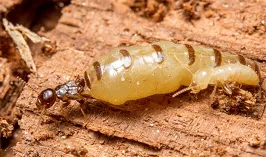 Dịch vụ diệt mối Dịch vụ diệt mối
