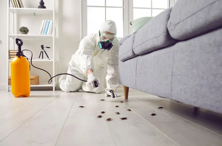 danh sách dịch vụ diệt gián danh sách dịch vụ diệt gián