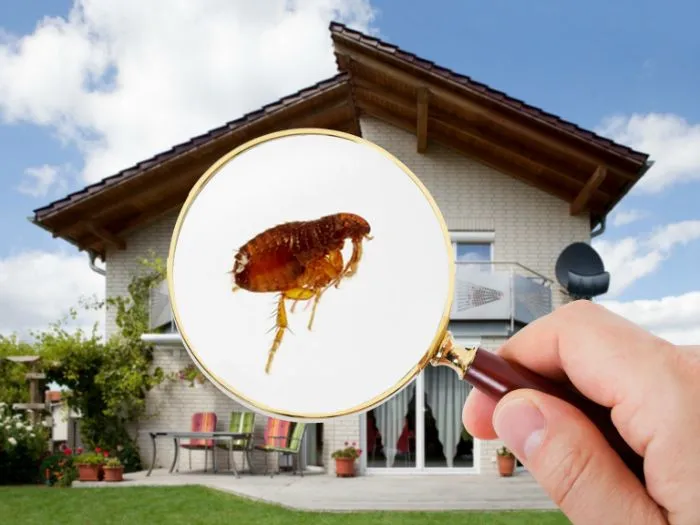 Dịch Vụ Diệt Bọ Chét Hiệu Quả – Loại Bỏ Nhanh Chóng, An Toàn! Dịch Vụ Diệt Bọ Chét Hiệu Quả – Loại Bỏ Nhanh Chóng, An Toàn!