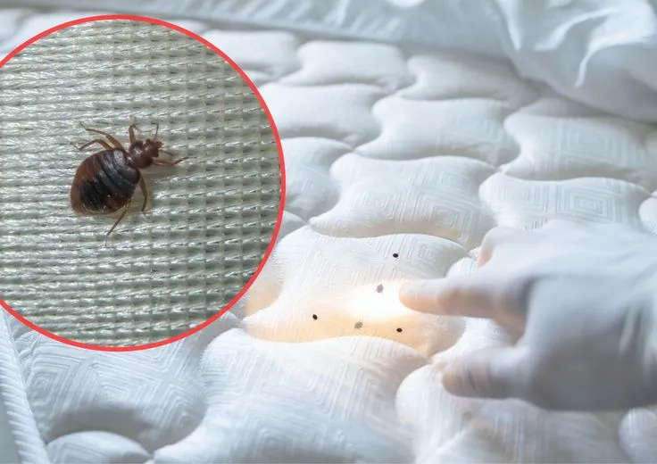 Dịch Vụ Diệt Rệp Tận Gốc - Hiệu Quả Nhanh Chóng, Không Độc Hại Dịch Vụ Diệt Rệp Tận Gốc - Hiệu Quả Nhanh Chóng, Không Độc Hại