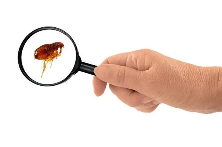Tại Sao Nên Chọn Dịch Vụ Diệt Bọ Chét Của Chúng Tôi? Tại Sao Nên Chọn Dịch Vụ Diệt Bọ Chét Của Chúng Tôi?
