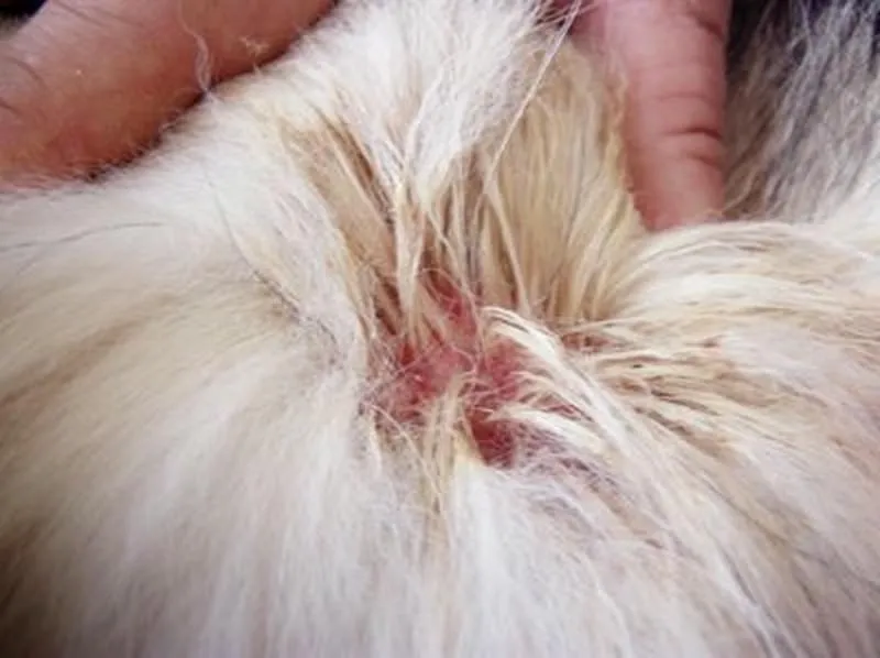 Chấm dứt nỗi ám ảnh bọ chét mèo: Bí quyết hiệu quả Chấm dứt nỗi ám ảnh bọ chét mèo: Bí quyết hiệu quả