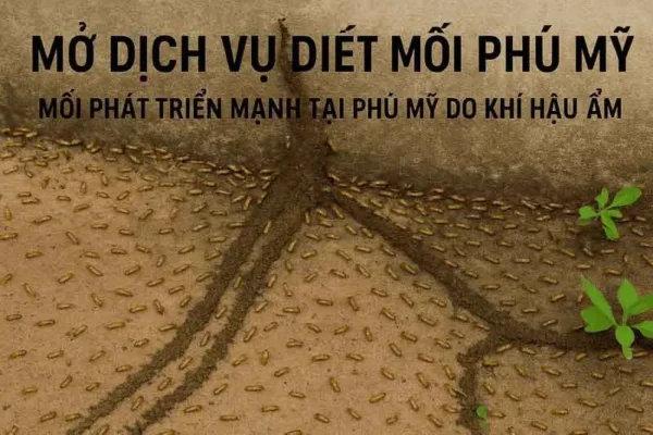 Diệt Mối Phú Mỹ: Chọn Dịch Vụ Chuyên Nghiệp, Uy Tín Diệt Mối Phú Mỹ: Chọn Dịch Vụ Chuyên Nghiệp, Uy Tín