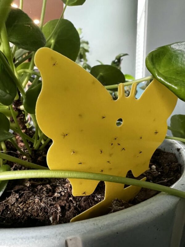 Cách diệt côn trùng gây hại bằng bẫy keo Cách diệt côn trùng gây hại bằng bẫy keo