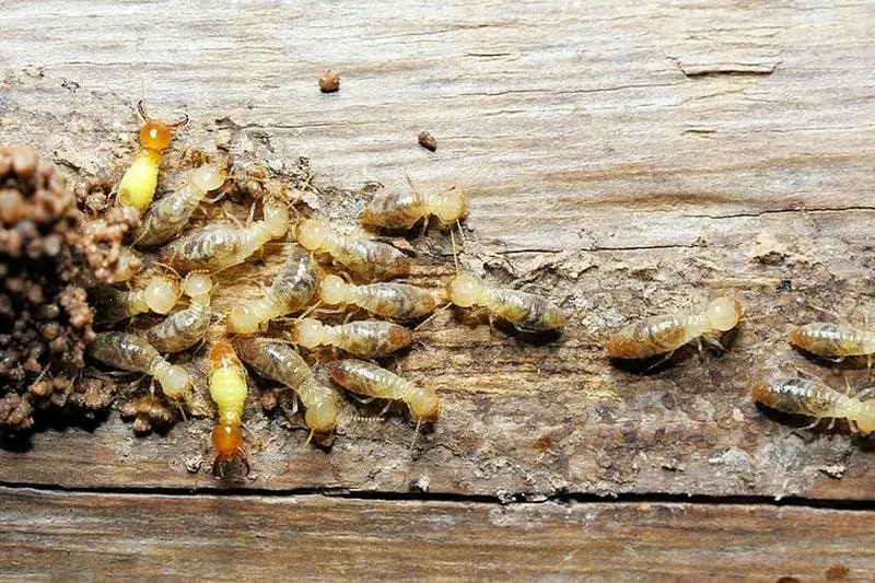 Diệt Mối Tại Đất Đỏ, Bà Rịa Vũng Tàu – An Toàn, Hiệu Quả Diệt Mối Tại Đất Đỏ, Bà Rịa Vũng Tàu – An Toàn, Hiệu Quả