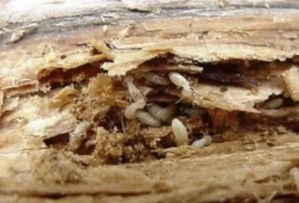 Diệt mối tại Xuyên Mộc uy tín, hiệu quả 100%