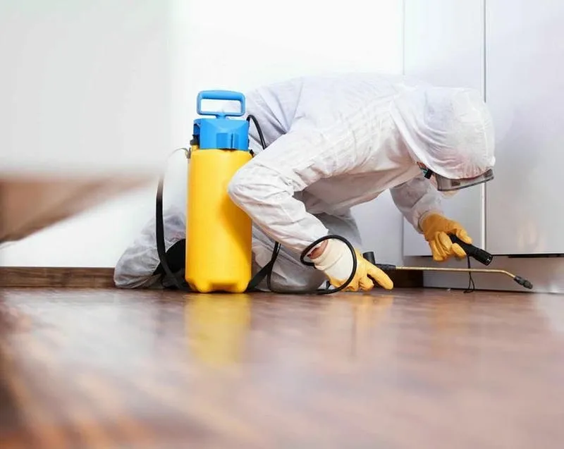 Kiểm tra và phòng mối định kỳ giúp bảo vệ nhà cửa Kiểm tra và phòng mối định kỳ giúp bảo vệ nhà cửa