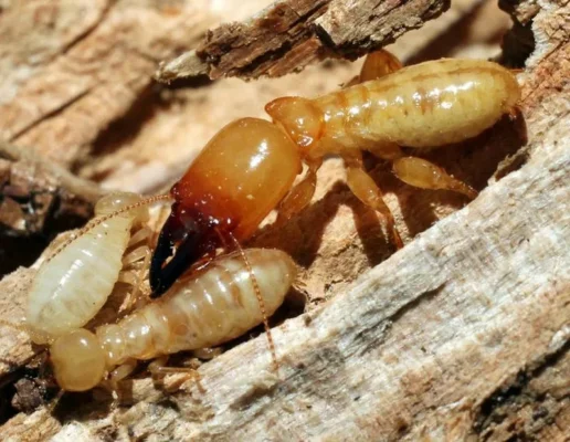 Tác Hại Của Mối: Để Phòng Ngừa & Xử Lý Kịp Thời Tác Hại Của Mối: Để Phòng Ngừa & Xử Lý Kịp Thời