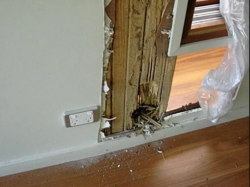 Hình ảnh mối tấn công dầm gỗ, nội thất bị hỏng do mối xâm nhập Hình ảnh mối tấn công dầm gỗ, nội thất bị hỏng do mối xâm nhập
