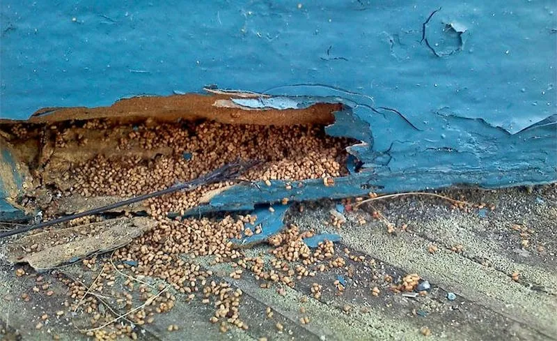 Phân mối (frass) xuất hiện dưới nội thất gỗ tại Bà Rịa Phân mối (frass) xuất hiện dưới nội thất gỗ tại Bà Rịa