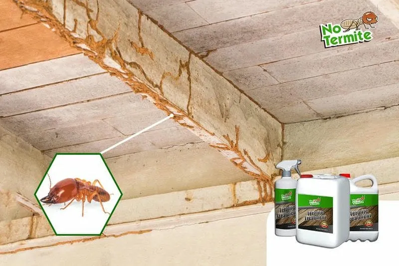 Phun thuốc diệt mối để phòng chống mối hiệu quả Phun thuốc diệt mối để phòng chống mối hiệu quả