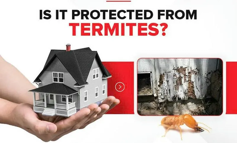 Bảng so sánh dịch vụ diệt mối theo tiêu chí hiệu quả, an toàn và bảo hành Bảng so sánh dịch vụ diệt mối theo tiêu chí hiệu quả, an toàn và bảo hành