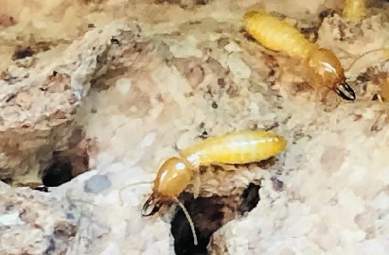 lựa chọnSo sánh hiệu quả giữa tự diệt mối và thuê dịch vụ chuyên nghiệp  lựa chọnSo sánh hiệu quả giữa tự diệt mối và thuê dịch vụ chuyên nghiệp