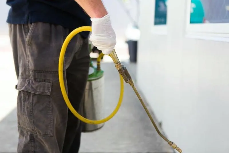 Tự diệt mối tại nhà bằng bả sinh học và nguyên liệu tự nhiên hiệu quả Tự diệt mối tại nhà bằng bả sinh học và nguyên liệu tự nhiên hiệu quả